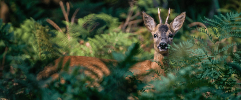Nature de Sologne